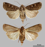 Image 13